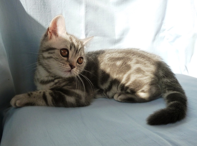 Продам шотландского мраморного котенка, as22, Киев