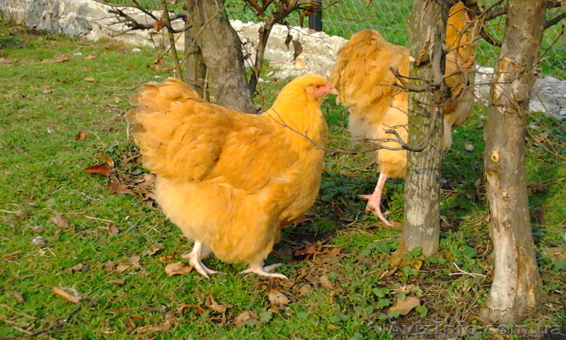 Инкубационное яйцо кур породы Орпингтон жёлтый