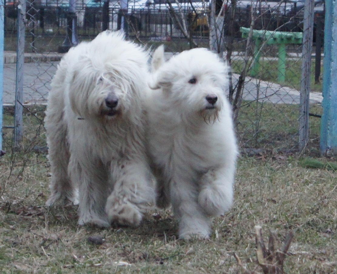 Собака-компаньон и охранник – южнорусская овчарка