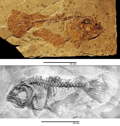Вид слева и справа образцов окаменелостей <i>Heteronectes chaneti</i> (правосторонняя морфа) до и после обработки кислотой (фото Matt Friedman).