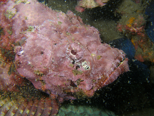 Stone Fish, Synanceia verrucosa, Бородавчатка, рыба Камень