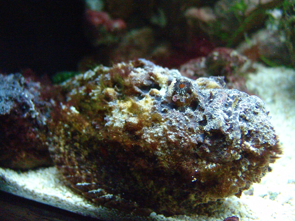 Stone Fish, Synanceia verrucosa, Бородавчатка, рыба Камень