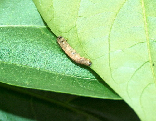 гусеница Spodoptera exigua