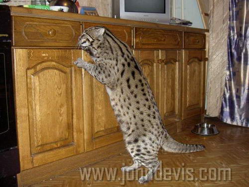 Felis viverrinus - Виверровый кот-рыболов