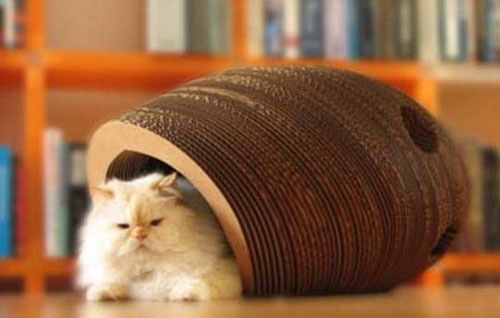 кошка и картонный домик типа "улитка"