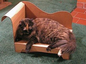 кошка на картонном диванчике