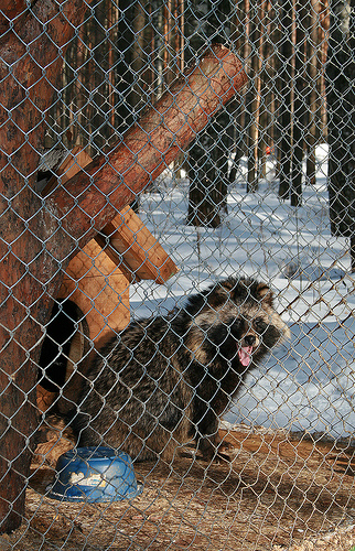 енотовидная собака, уссурийский енот, Raccoon Dog