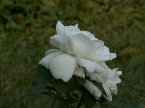 роза Фрау Карл Друшки (Frau Karl Druschki)