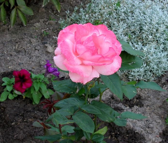 Розы Грандифлора
