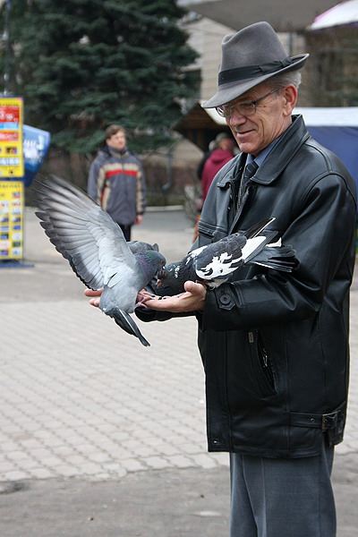 человек и голуби