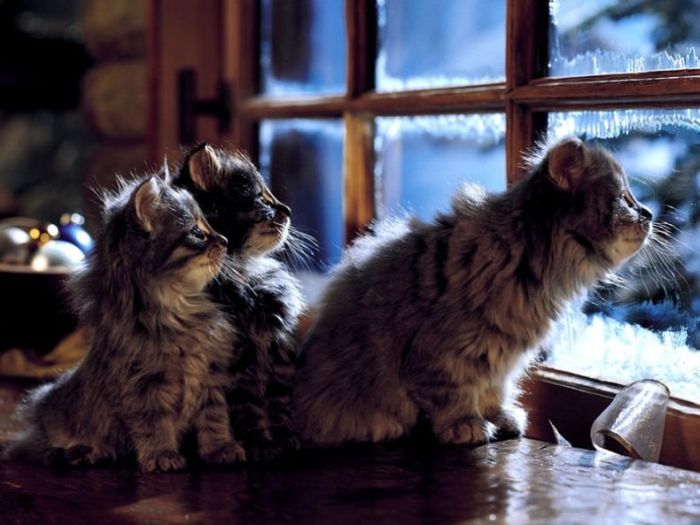 животные, котята смотрят в окно
