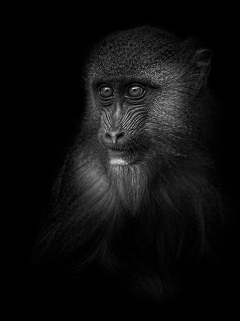 обезьяна - философ