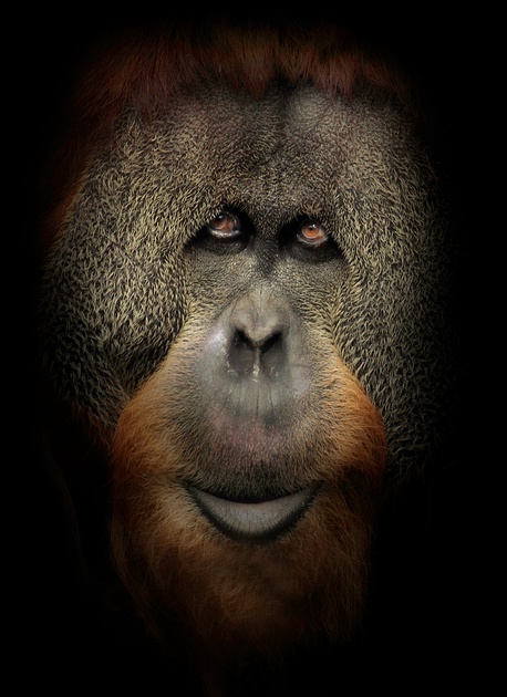 обезьяна, орангутанг