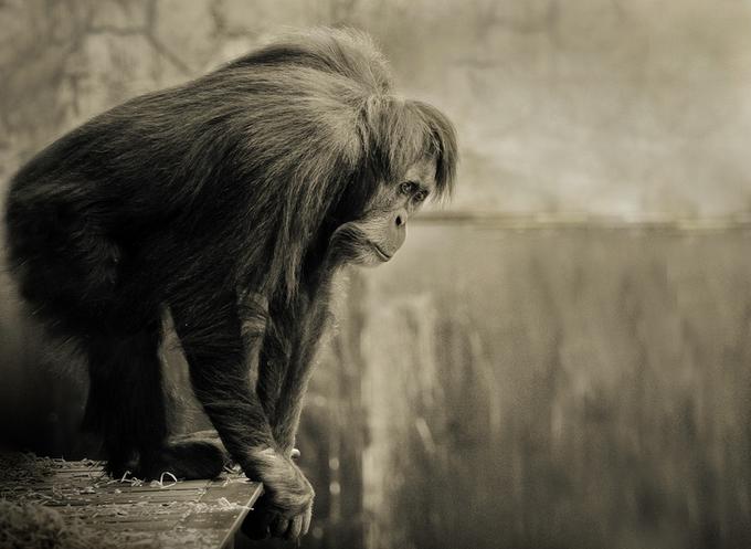 обезьяна, Orangutan female