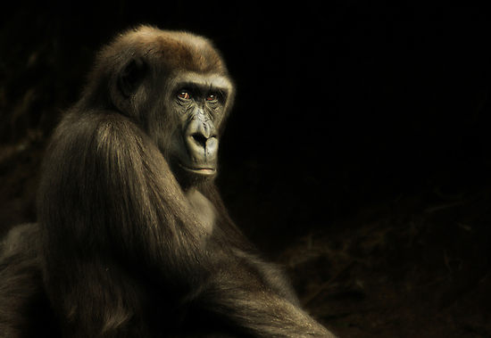 обезьяна, горилла