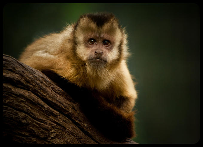 обезьяна, capuchin monkey 