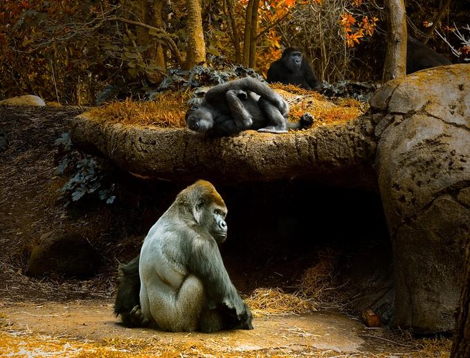семья горилл