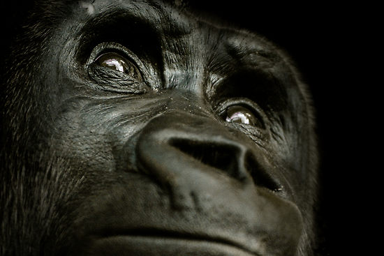 задумчивый взгляд гориллы