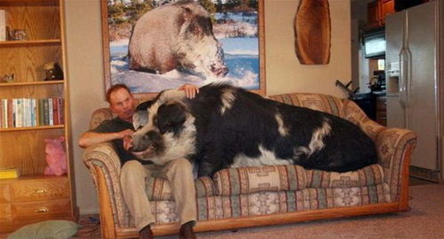 забавные животные, свинья на диване