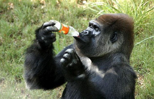 забавные животные, горилла с бутылкой