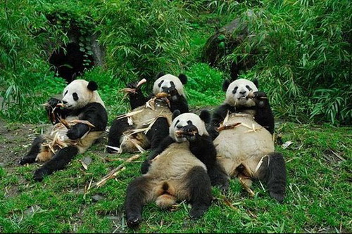 забавные животные, панды на обеде