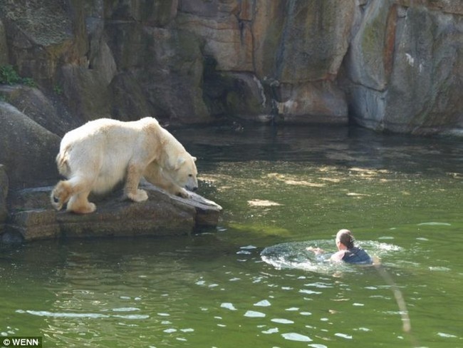 белый медведь напал на женщину прыгнувшую в вольер