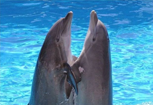 дельфины танцуют