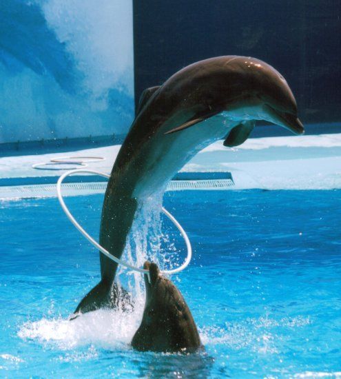 выступление дельфинов