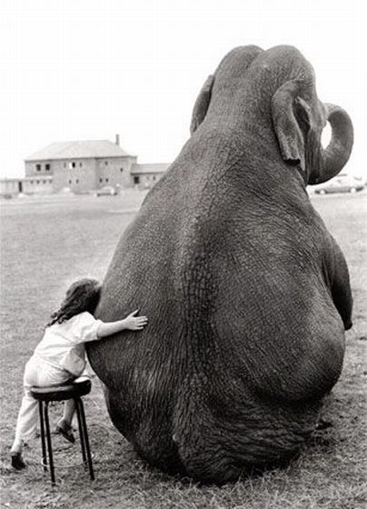 девочка и слон