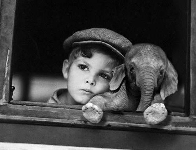 мальчик и слоненок