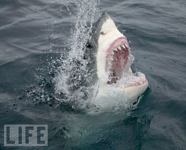 Для человека акулы – это олицетворение мощи, величины, силы, угрозы, дикости и ярости.
