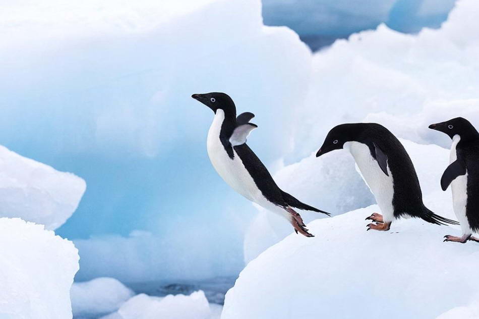 Пингвины Адели на Антарктическом полуострове в Антарктике. «Я увидел группу пингвинов Адели, выстроившихся друг за другом в ожидании своей очереди для прыжка. У меня было всего несколько секунд, чтобы достать камеру, установить штатив и сделать этот снимок». (Stephen Belcher, Nature's Best Photography)