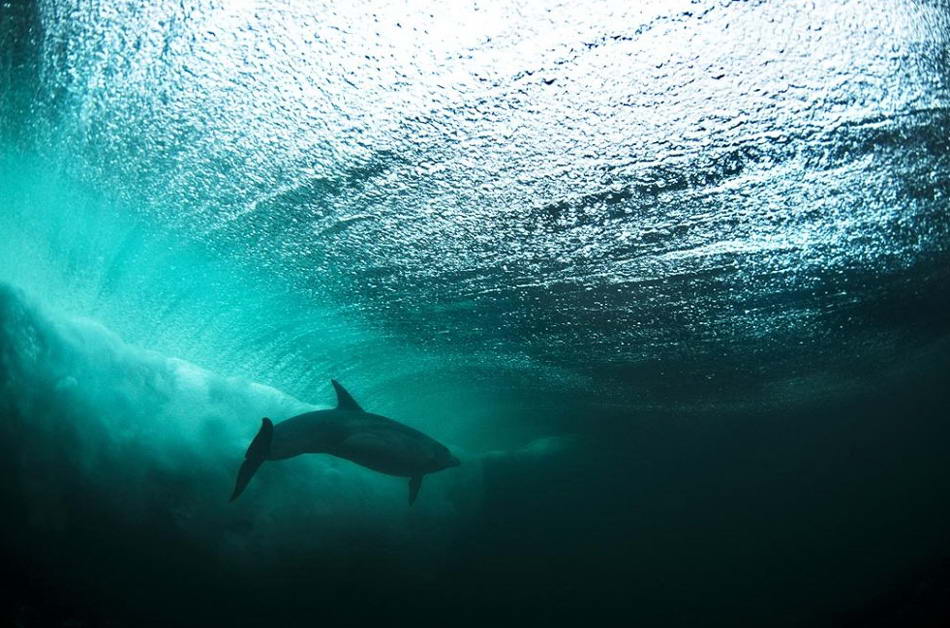 На этом снимке бутылконос плавает в Атлантическом океане у западного побережья Ирландии. Рассказывает фотограф Джордж Карбус: «Вид дельфина на фоне этой волны был потрясающим. Проведя два часа под водой в довольно трудных световых условиях я, наконец, сделал этот отличный четкий снимок». (George Karbus, Nature's Best Photography)