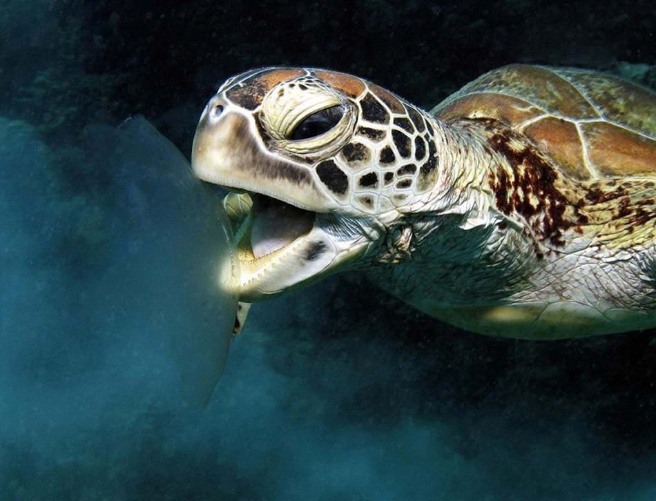 Зеленая морская черепаха и лунная медуза в заливе Черепах, риф Норманн, Кэрнс, Куинслэнд, Австралия. Рассказывает фотограф Гари Бреннанд: «Зеленые черепахи находятся под угрозой вымирания, но несколько особей можно встретить на Большом Барьерном рифе. Я случайно наткнулся на эту черепаху, поедавшую лунную медузу. Рассчитать время, чтобы снять черепаху с открытым ртом было довольно трудно, потому что она на удивление быстро двигалась вокруг медузы, но спустя какое-то время я понял, что черепаха двигается в одной манере, и смог сделать нужный мне снимок». (Gary Brennand, Nature's Best Photography)