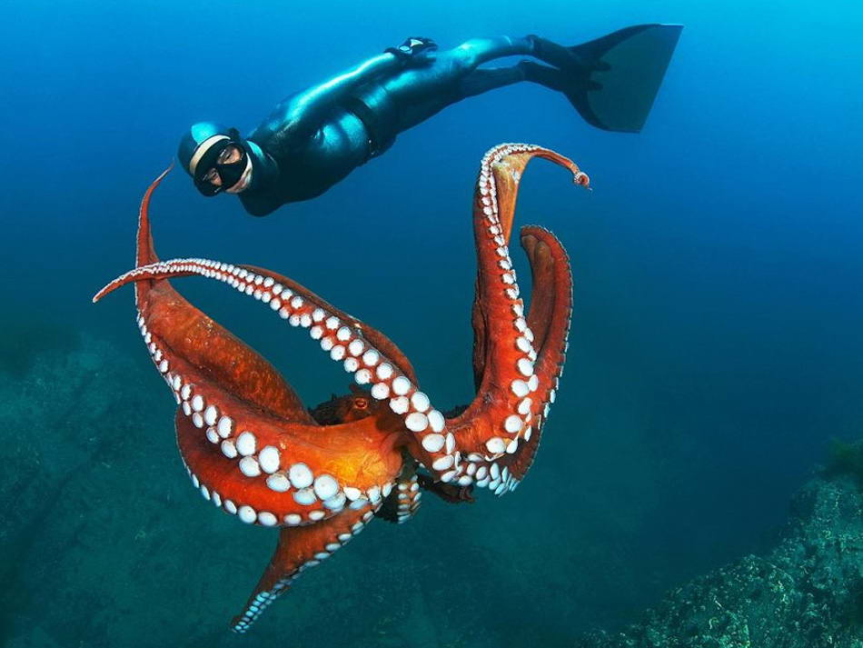 Огромный тихоокеанский осьминог в водах недалеко от Дальнегорска, Россия, Японское море. Рассказывает фотограф Марина Кохетова: «Привыкнув к какому-нибудь дайверу, осьминог может позволить ему подплыть достаточно близко, но для подходящего снимка у тебя есть лишь один шанс!» (Marina Kochetova, Nature's Best Photography)