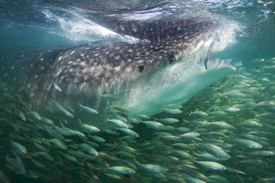 Китовая акула против сардин в Индийском океане, остров Мафия, Танзания. Рассказывает автор снимка, фотограф Мэттью Потенски: «Фотографируя для исследователей, я обычно возвращался с монотонными техническими снимками китовых акул. Было приятно оказаться в воде с камерой и попытаться сделать «симпатичную» фотографию». (Matthew Potenski, Nature's Best Photography)
