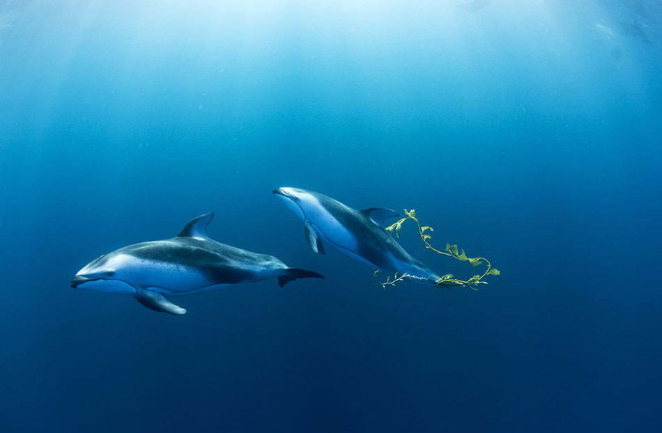 На этом снимке два атлантических белобоких дельфина плывут в водах Сан Диего, Калифорния. Рассказывает автор снимка Ричард Германн: «Атлантические белобокие дельфины иногда забавляются с морскими водорослями, отнимая их друг у друга. Вряд ли они позволят дайверу присоединиться к ним. Так что здесь главное подплыть на достаточно близкое расстояние для фотографии, имея при этом широкий объектив и необходимые природные условия». (Richard Herrmann, Nature's Best Photography)