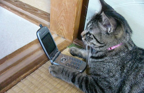 Жительница Великого Новгорода уличила свою кошку Клашу в телефонном хулиганстве после жалоб, поступивших ей от службы связи.