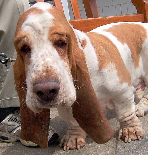 Генетическая мутация – вот причина формы и длины ножек такс, корги, бассетов и некоторых других пород собак.