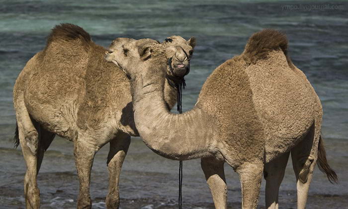 Правительство Австралии предполагает уничтожить несколько тысяч диких верблюдов, проживающих в этой стране