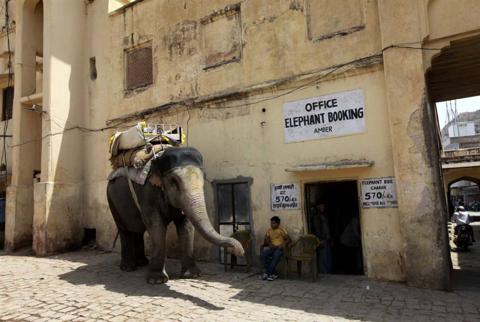 Мужчина ждет клиентов желающих прокатиться на слоне в индийском городе Джайпур. (Jorge Silva/Reuters)