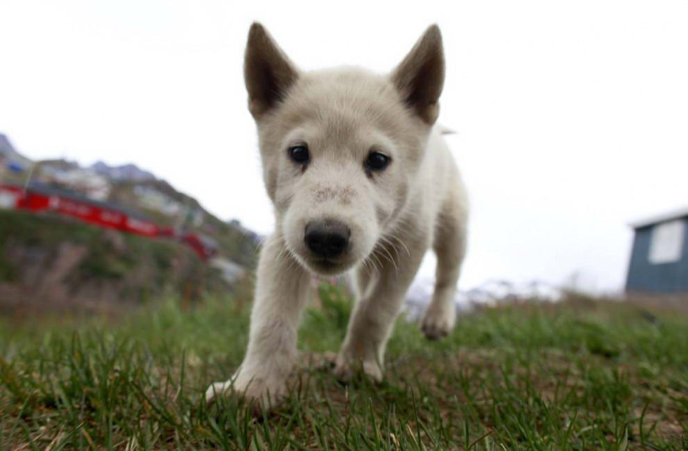 Щенок лайки желает поближе познакомиться с посетителем в городе Тасиилак, Гренландия. (Bob Strong/ReutersBob Strong/Reuters)