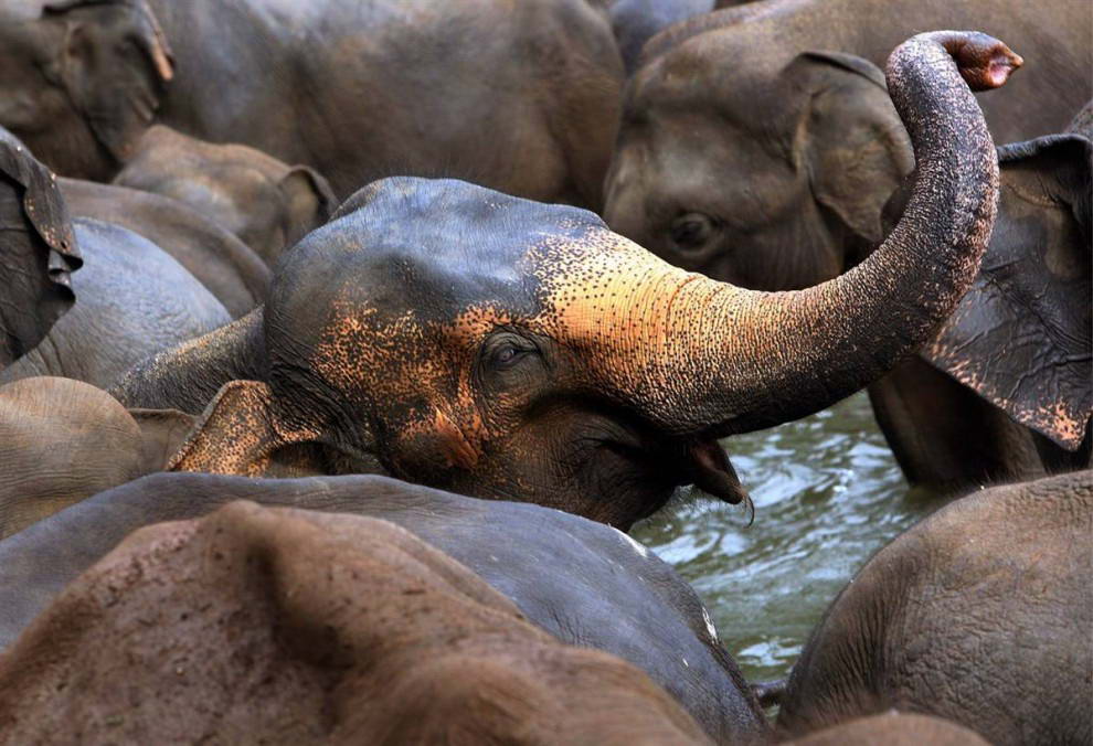 Слон купается со своим стадом в реке недалеко от приюта для слонов в Пиннавале, Шри-Ланка. (Harish Tyagi/EPA)