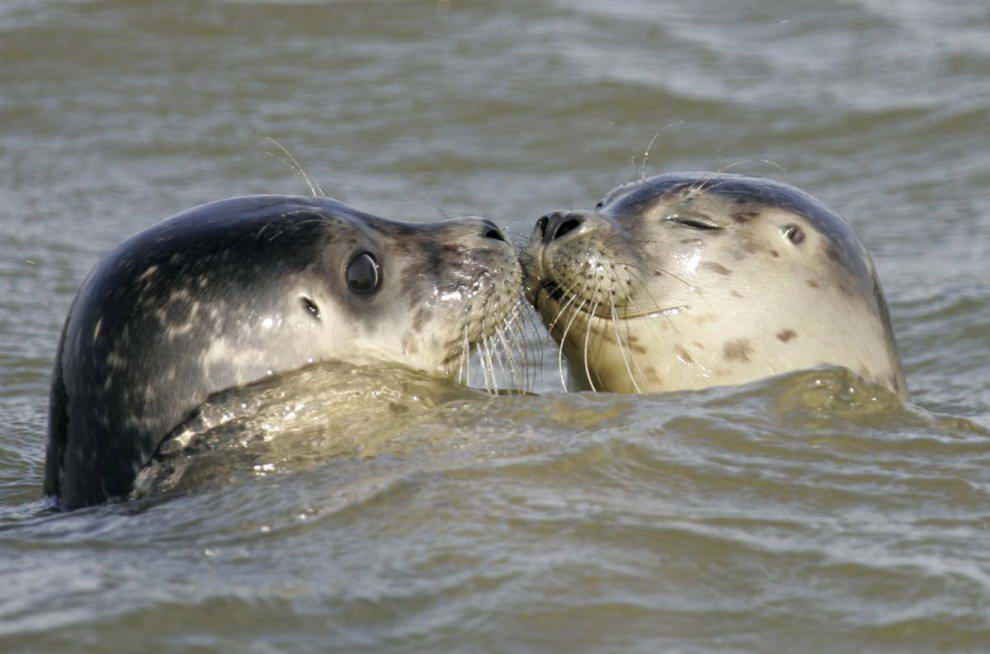 Два тюленя плавают вместе после того, как их выпустили на волю в немецком море Вадден у острова Юист, Германия, 6 августа 2009 года. В этом сезоне в питомнике для тюленей вырастили 71 тюлень. (Joerg Sarbach/AP)