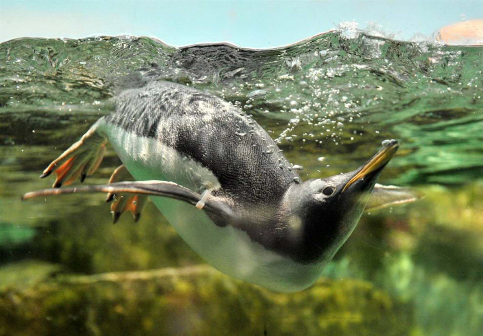 Пингвин охлаждается в воде в своем вольере в зоопарке Франкфурта, Германия. (Boris Roessler/EPA)