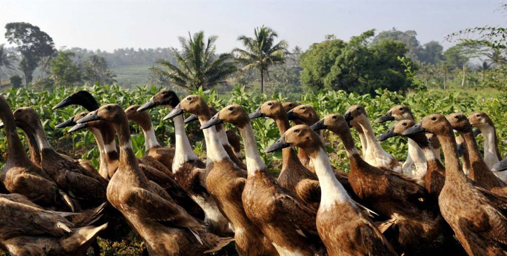 Утки направляются к озеру фермерской деревни в Теманггунге, Центральная Ява. Птицеводство в Индонезии стремительно развивается, в то время как меры против птичьего гриппа используются примитивные. (Romeo Gacad/AFP - Getty Images)