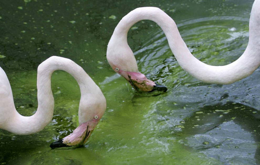 Два фламинго ищут пищу в своем вольере на свежем воздухе в зоопарке «Шёнбрунн» в Вене. (Lilli Strauss/AP)