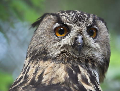 Крупнейшая живущая сова — евразийский филин (Eurasian Eagle Owl, Bubo bubo). 
