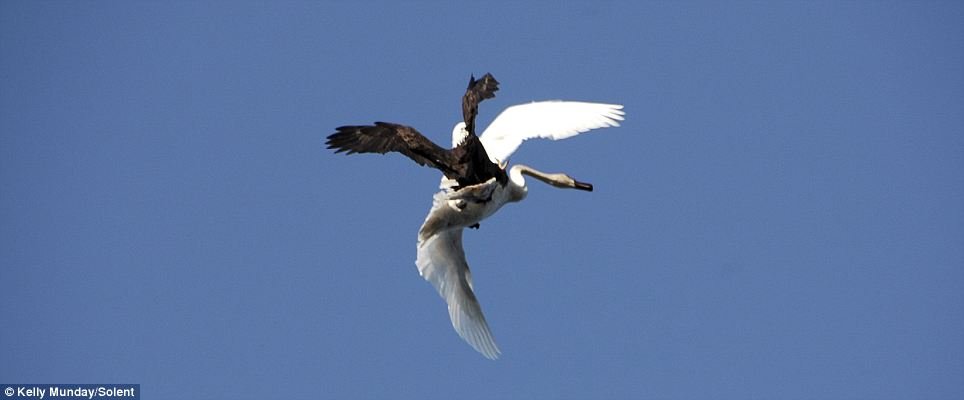 орлан кормится водоплавающими птицами, в том числе гусями, гагарами и крупными утками