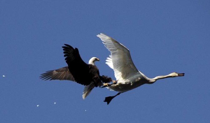 орлан кормится водоплавающими птицами, в том числе гусями, гагарами и крупными утками